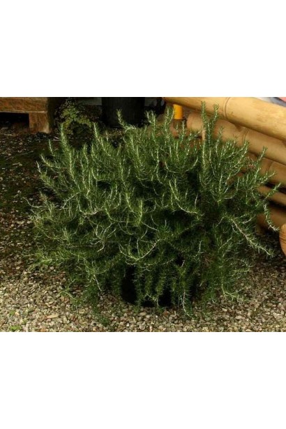 Розмарин Корсикан Блю – вічнозелений чагарник